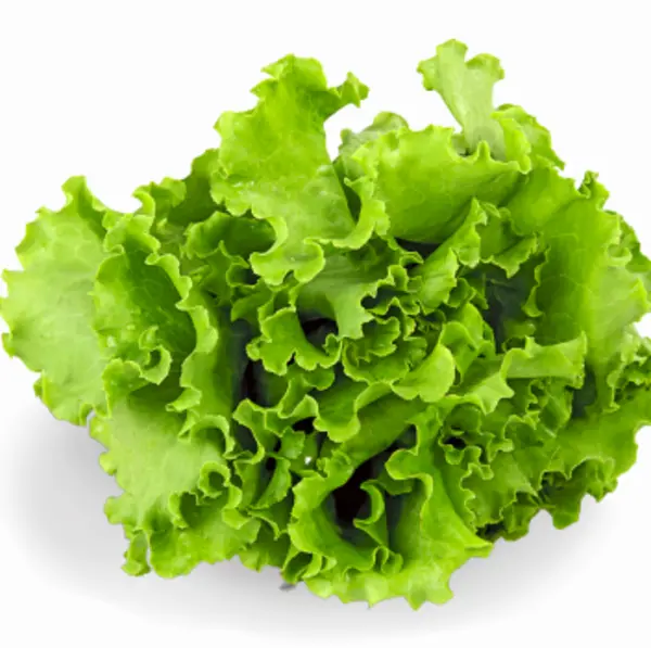 Lechuga Orgánica